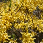 Forsythia
