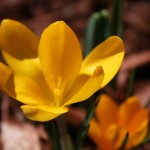 Crocus